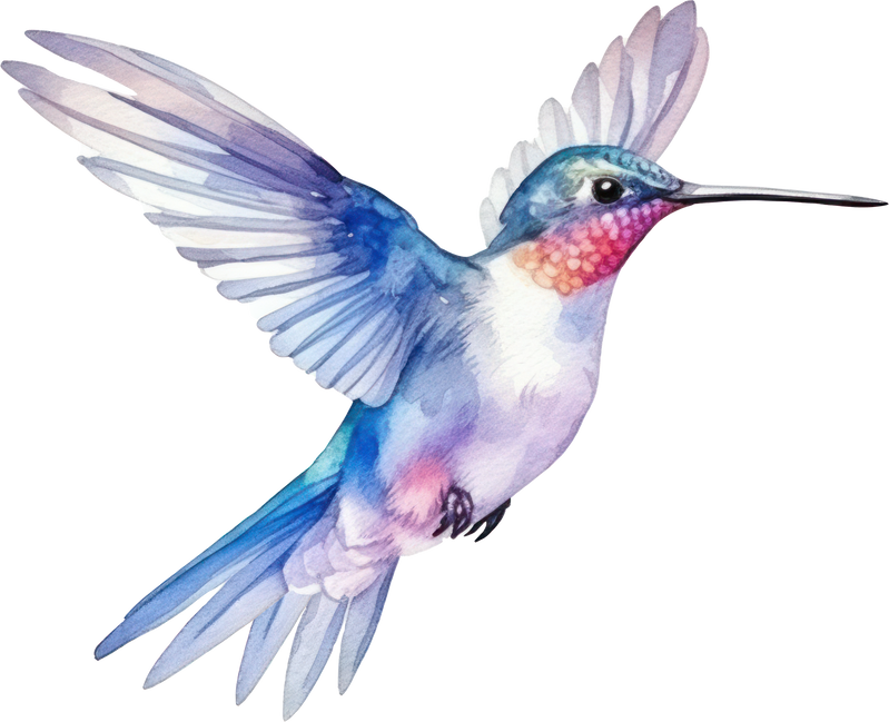 Bird hummingbird Watercolor Illustration